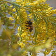 Visiting Bee On Goldenrod Poster