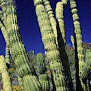 Cacti, Az Usa Poster