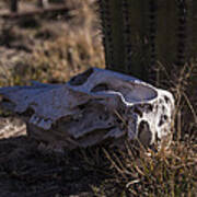 Cactus And Skull Poster