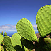 Cactus Poster