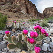 Cactus Blooms Poster