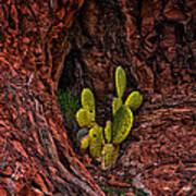 Cactus Dwelling Poster