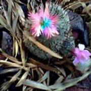 Cactus Flower Poster