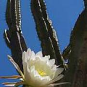 Cactus Flower Poster
