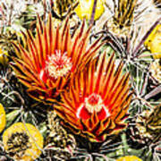 Cactus Flowers And Fruit Poster