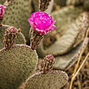Cactus Flowers Poster