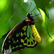 Cairns Birdwing Butterfly 3 Poster