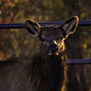 Calf Elk By Gate At Sunrise Poster