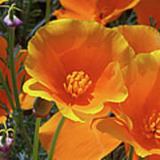 California Poppies Poster