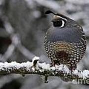 California Quail Poster