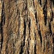 California Redwood Bark Poster