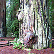 California Redwoods 4 Poster