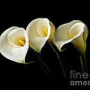 Calla Lilies Poster