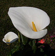 Calla Lily Poster