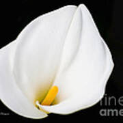 Calla Lily Flower Face Poster