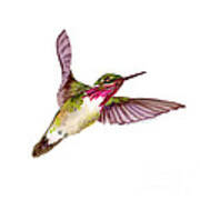 Calliope Hummingbird Poster