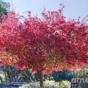 Cambria Red Tree Poster