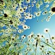 Camomile Flowers Poster