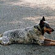 Cattle Dog Poster