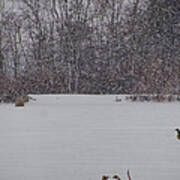 Canada Geese During A Snowfall Poster