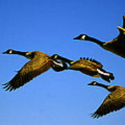 Canada Geese Fly Over Ocean City Md Poster