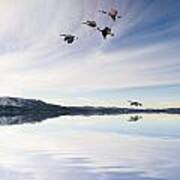 Canada Geese Over Lake Poster