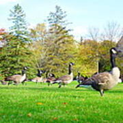 Canada Geese Poster