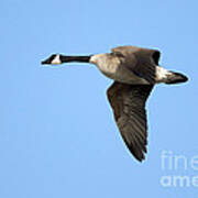 Canada Goose In Flight Poster