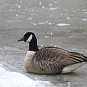 Canadian Goose In Winter Time In Manhassett Park Poster