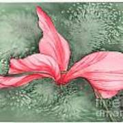 Candy Cane Cyclamen Poster