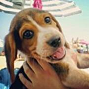 #cane #dog #cucciolo #puppies #spiaggia Poster