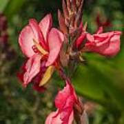 Canna Lily Poster