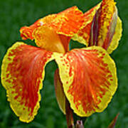 Canna Lily Portrait Poster