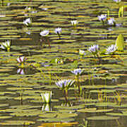 Cape Blue Water-lilies Zimbabwe Poster