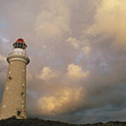 Cape Du Couedic Lighthouse Kangaroo Poster