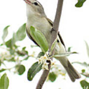 Captivating Vireo Poster