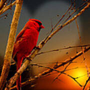 Cardinal At Sunset Valentine Poster