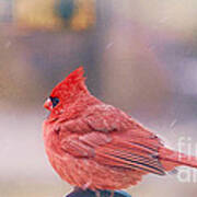 Cardinal Bird Poster