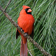 Cardinal In A Pine Tree Poster
