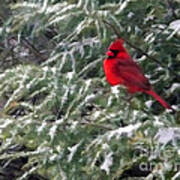 Cardinal In Snow Poster