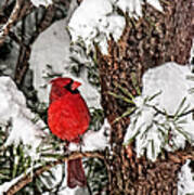 Cardinal In Snow Poster