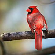 Cardinal In The Sun Of Spring Poster