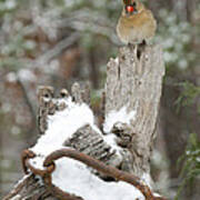 Cardinal On Gate Post Poster