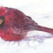 Cardinal Study Poster