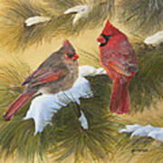 Cardinals And White Pine Poster