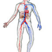 Cardiovascular System, Illustration Poster