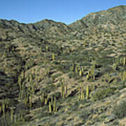 Cardon Cactus Forest Baja California Poster