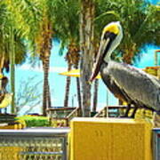 Caribbean Brown Pelican Poster