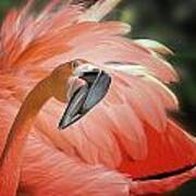 Caribbean Flamingo Poster