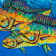 Caribbean Mahi Mahi - Dorado Fish Poster